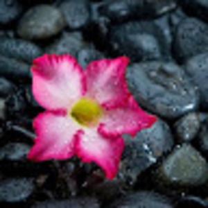 Meet your Posher, Molly